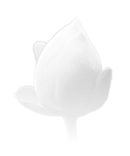 Inspiration for the Pianta armchair