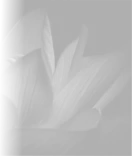 Диван Eden дарит вашей гостиной абсолютный покой, красоту и гармонию